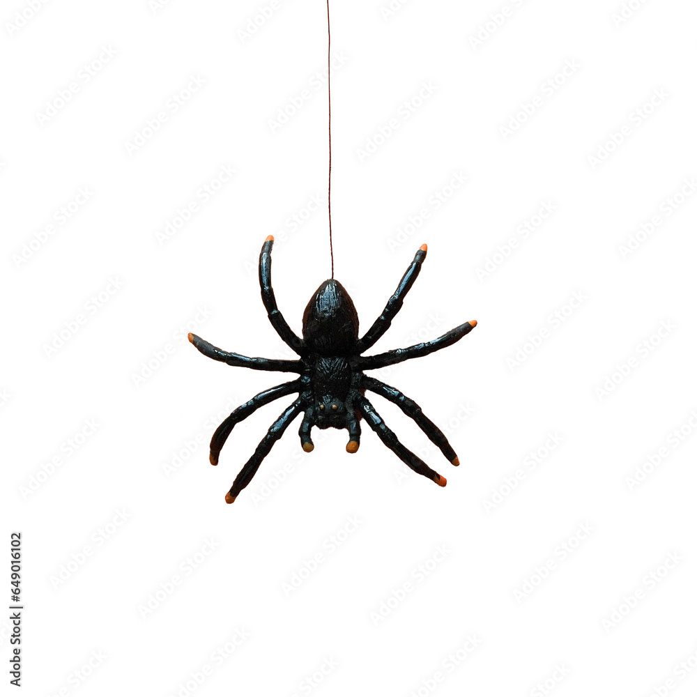 The black spider descends and ascends on a rope, transparent background - obrazy, fototapety, plakaty 