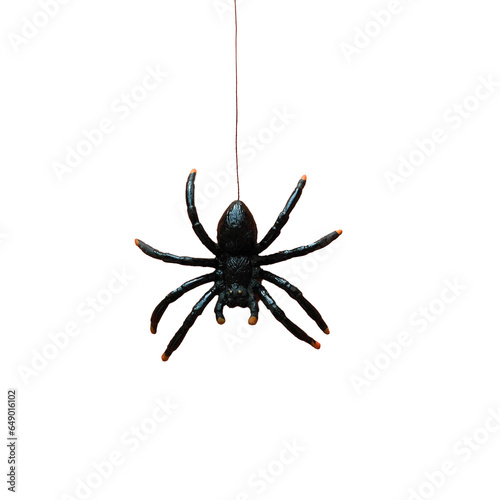 Stampa su tela The black spider descends and ascends on a rope, transparent background