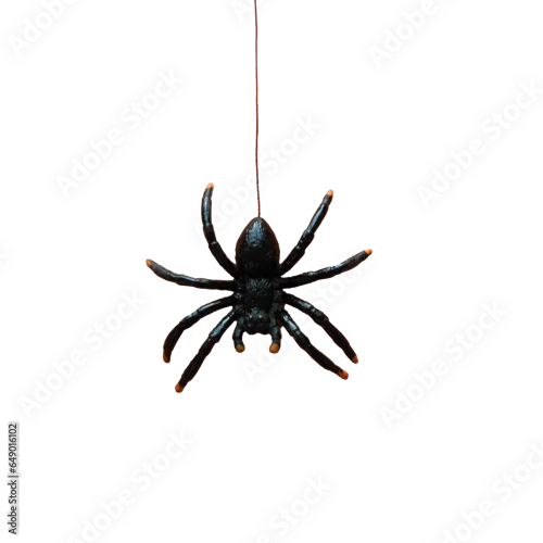 Obraz The black spider descends and ascends on a rope, transparent background