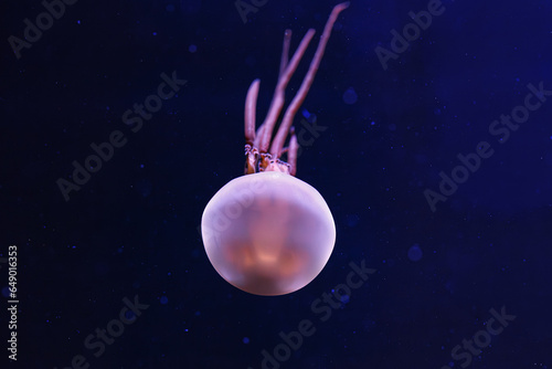 underwater photography of beautiful flame jellyfish rhopilema esculentum photo