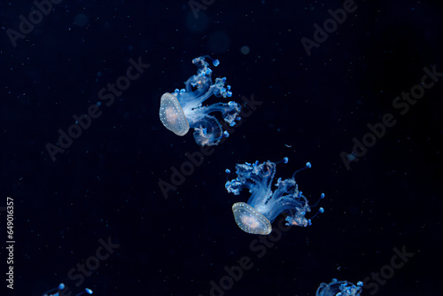 Foto underwater shot of a beautiful Australian Spotted Jellyfish