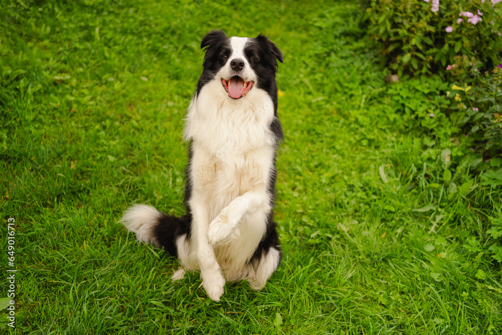 Outdoor portrait of cute smiling puppy border collie sitting on park background. Little dog with funny face in sunny summer day outdoors. Pet care and funny animals life concept Outdoor portrait of cute smiling puppy border collie sitting on park background. Little dog with funny face in sunny summer day outdoors. Pet care and funny animals life concept