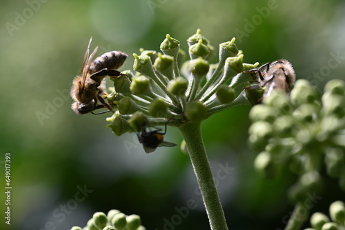 bee on a flower