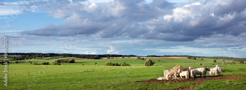 beautiful evening sunlight on countryside with cows near Verdun in the north of France