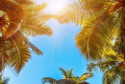 Tropical Background with palm © Roxana