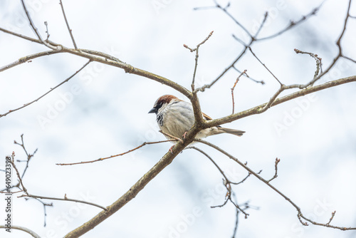 Photography House Sparrow (Passer domesticus) in Dublin, Ireland