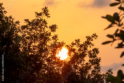 The graceful silhouette of tree branches creates an intricate dance against the setting sun.