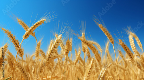 Close-Up of Golden Wheat Field Against a Radiant Blue Sky - Highlighting the Importance of Agriculture and Food Production. Generative AI.