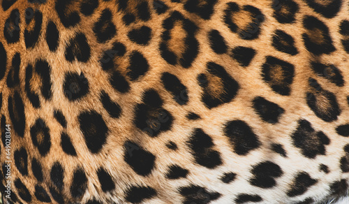 Close up look of a brightly colored leopard pattern fur.  