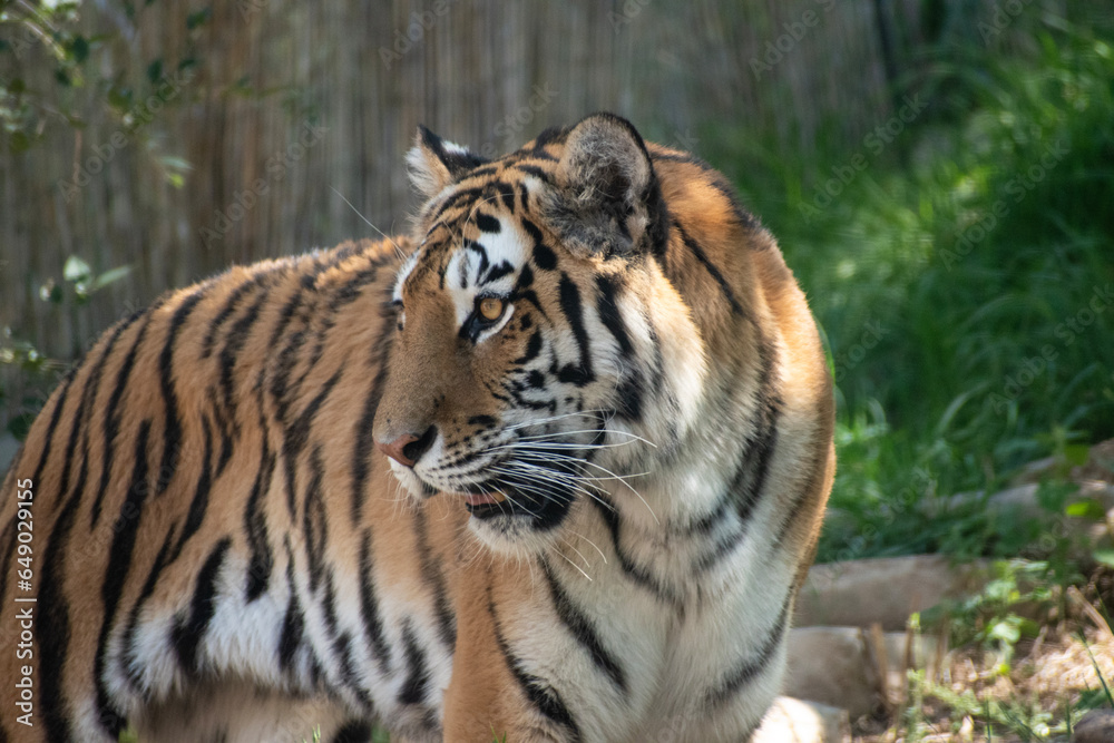 A tiger in the Utah Zoo Enclosure, with sun beams lighting up its striped fur coat. 