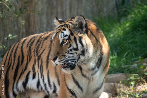 A tiger in the Utah Zoo Enclosure  with sun beams lighting up its striped fur coat. 