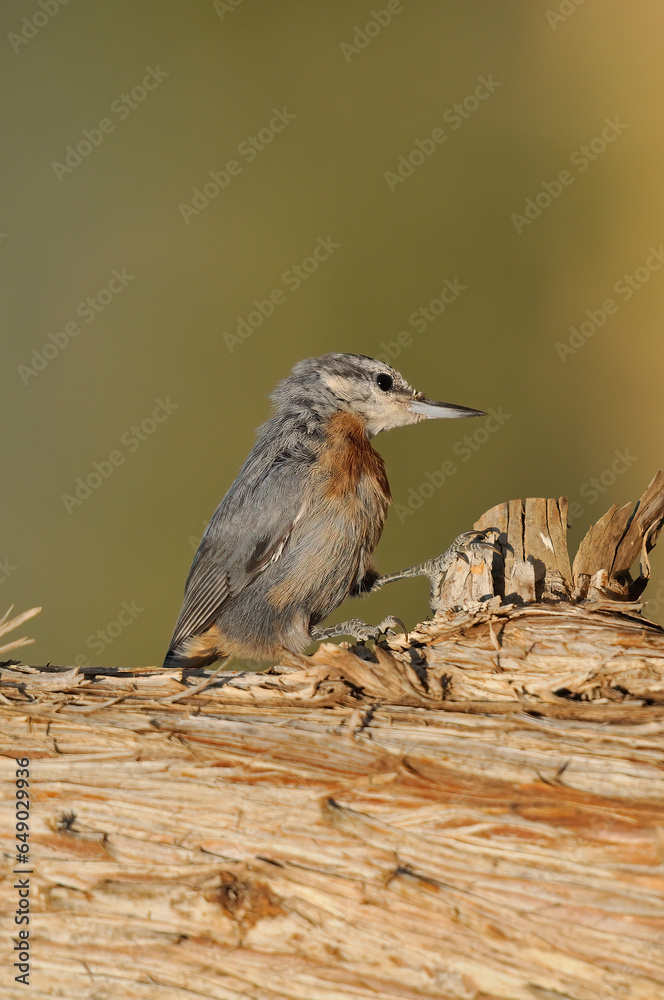 Krüper`s Nuthatch on a tree stump, green background. Krüper`s Nuthatch on a tree stump, green background.