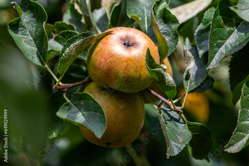 Ready to pick apples on a tree in late summer photo