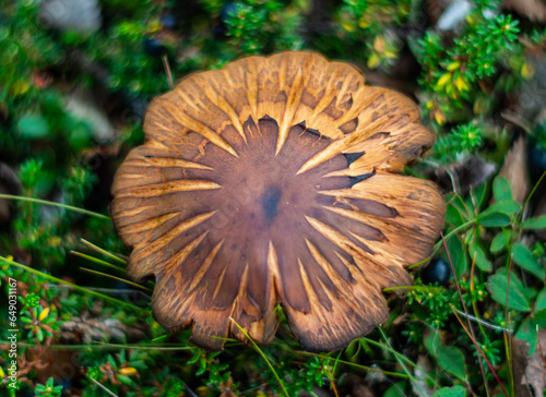 Graphic Elegance: High-Angle View of a Brown Mushroom in the forest, Abisko, Sweden 