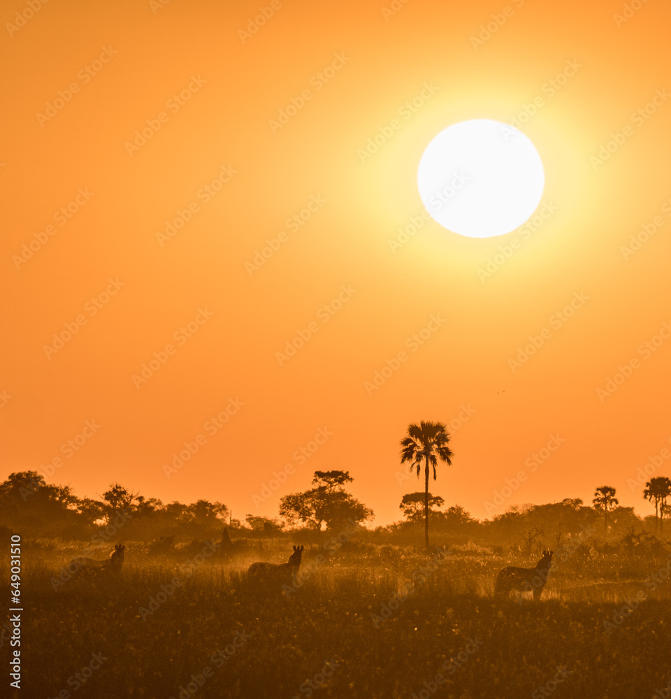 Zebra Sunset Okavango Delta Botswana