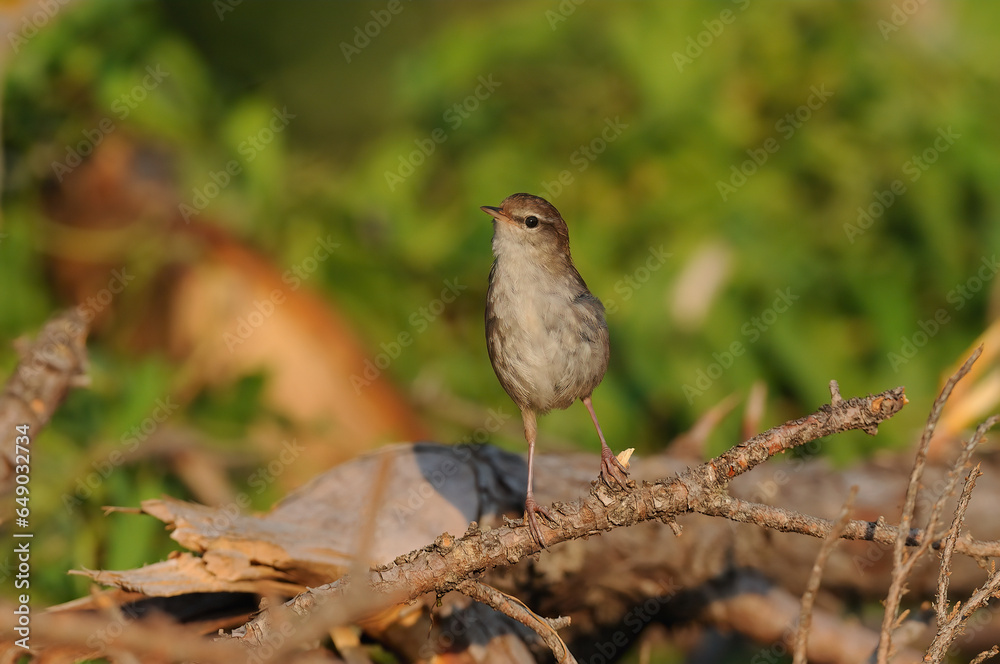 Fototapeta premium Cetti`s Warbler bird on a branch.