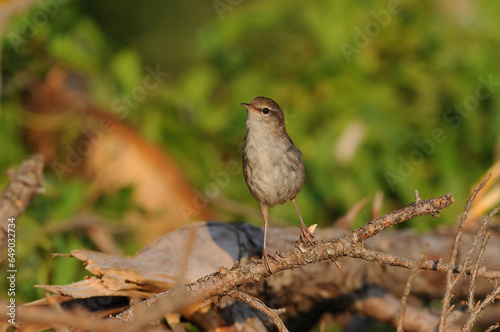Cetti`s Warbler bird on a branch.