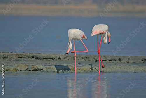 Two Greater Flamingos feeding in the lake. © TAMER YILMAZ