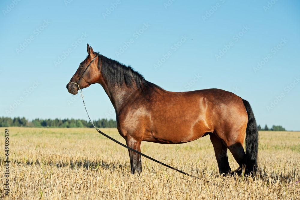 portrait of beautiful bay filly posing at the rye field at sunny evening. close up portrait of beautiful bay filly posing at the rye field at sunny evening. close up