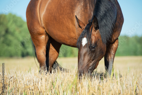 portrait of beautiful bay filly feeding at  the rye field freely at sunny evening. close up photo