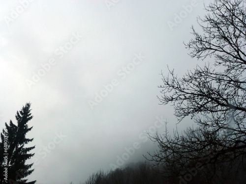 Under the thick fog, bare trees with branches without leaves. Gloomy mystical landscape