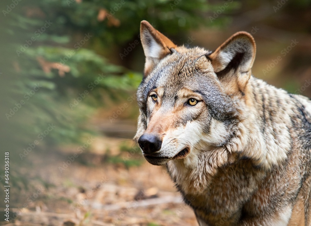 CLOSE-UP OF A WOLF IN THE FOREST CLOSE-UP OF A WOLF IN THE FOREST