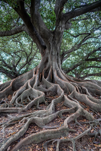 Fig Tree, Buenos Aires, Argentinien © marcus