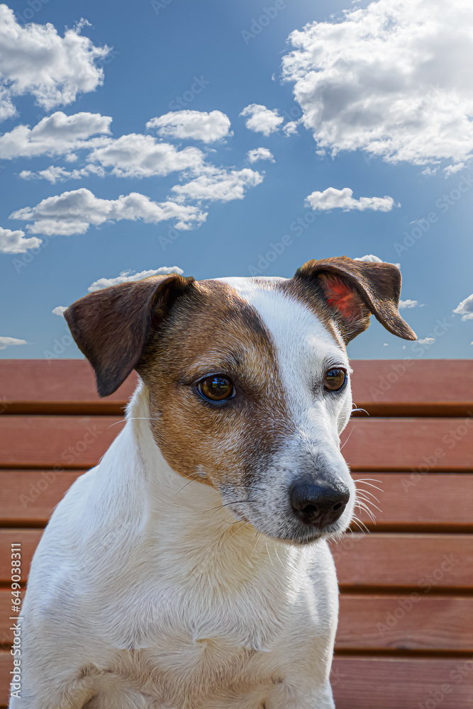 Dog. Jack Russell terrier. Affectionate sweet thoroughbred dog. Animal themes
