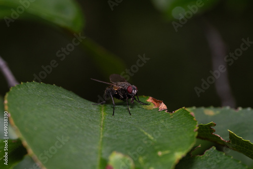 Fly sitting on a leaf very common macro shot