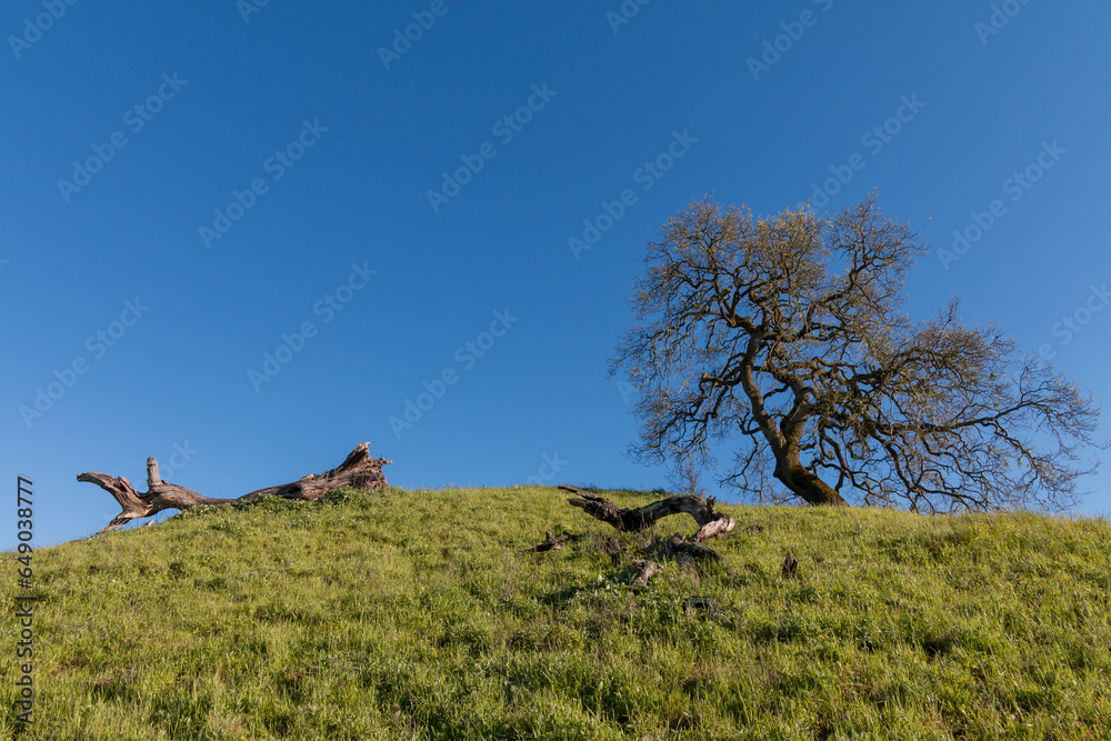 Naklejka premium One oak tree is standing at the top of a hill. Blue sky is behind it. Two large dead trunks of oak trees are lying on the green grass on the hillside.
