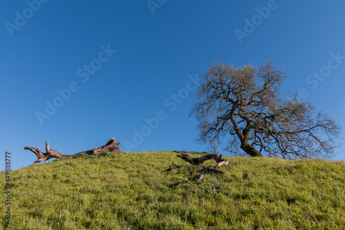 One oak tree is standing at the top of a hill. Blue sky is behind it. Two large dead trunks of oak trees are lying on the green grass on the hillside.