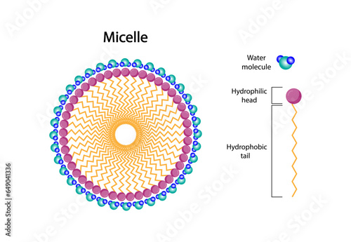 	
Micelle Structure, Soap Molecule, Micelle Formation. Vector illustration.	
