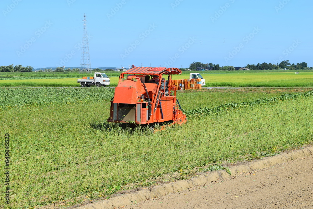 Obraz premium 大豆の収穫 コンバイン