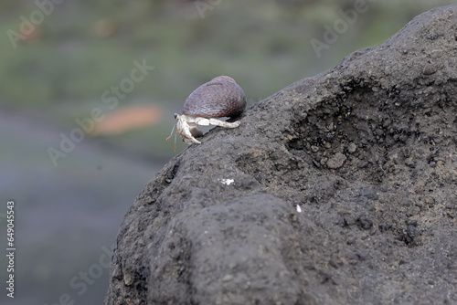 A hermit crab is looking for food on the rocks when the sea water recedes. This animal whose natural habitat is on the coast has the scientific name Coenobita rugosus. photo