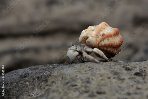 A hermit crab is looking for food on the rocks when the sea water recedes. This animal whose natural habitat is on the coast has the scientific name Coenobita rugosus. photo