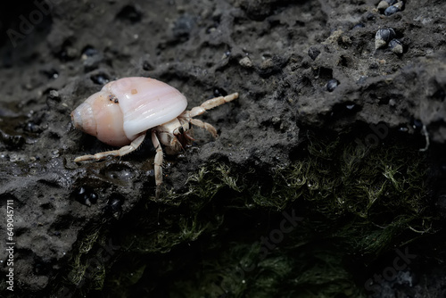 A hermit crab is looking for food on the rocks when the sea water recedes. This animal whose natural habitat is on the coast has the scientific name Coenobita rugosus. photo