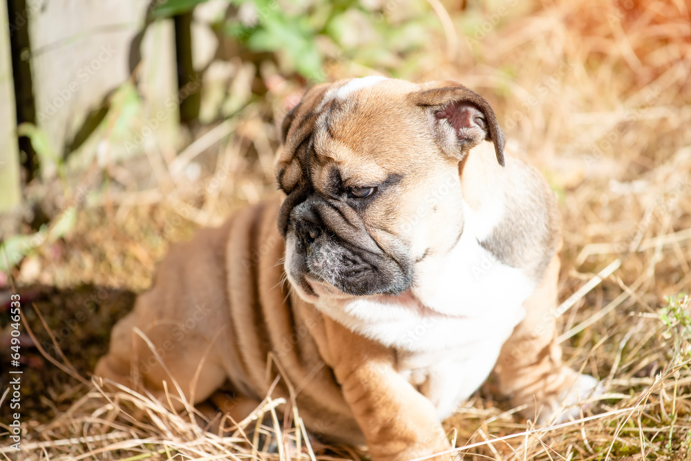 Puppy of Red English Bulldog out for a walk playing, sitting on grass Puppy of Red English Bulldog out for a walk playing, sitting on grass