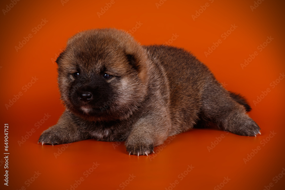 Shiba inu on colored backgrounds Shiba inu on colored backgrounds