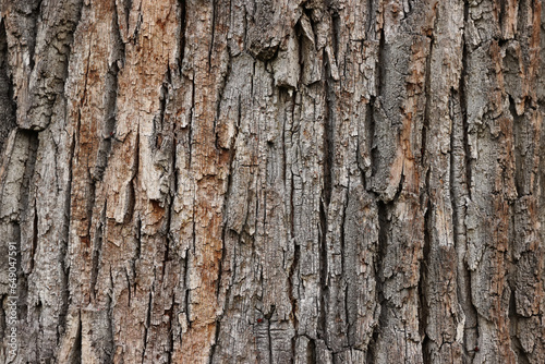 Closeup of an old tree bark. The rough skin of an old tree. Natural wood background. Wooden texture.