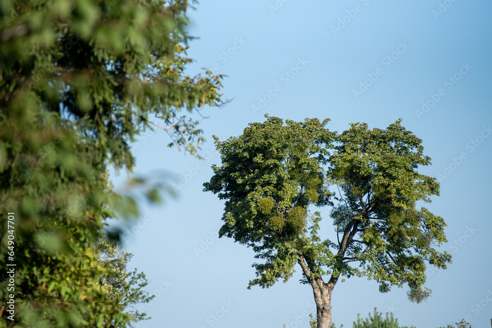 Tree and blue sky on background Tree and blue sky on background