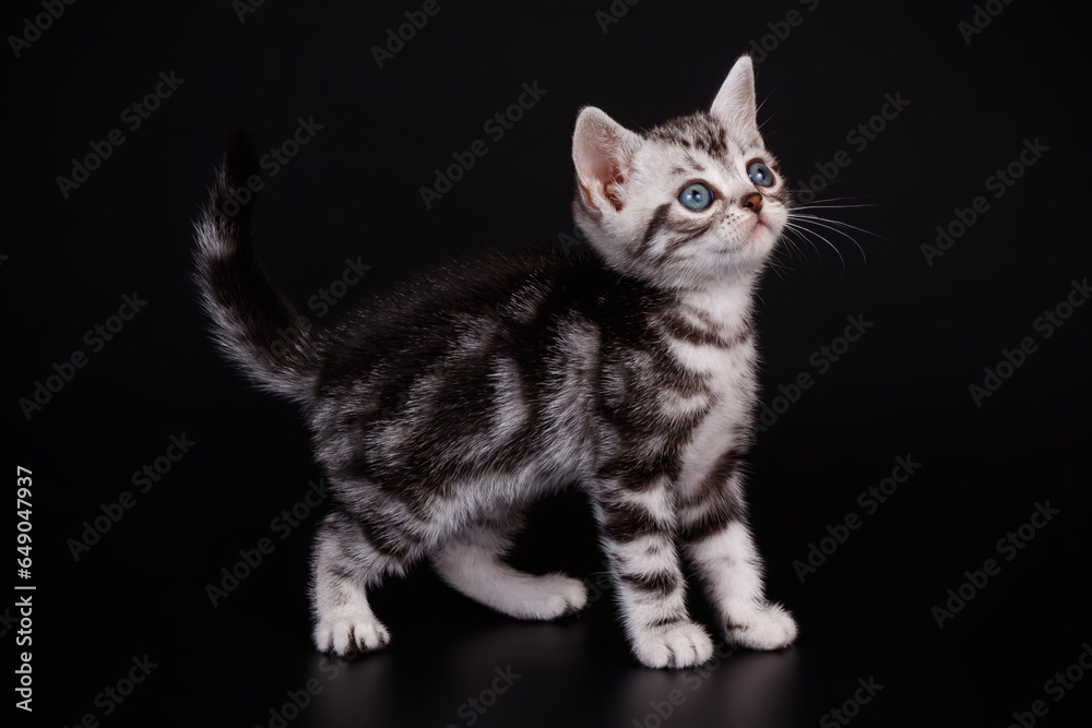 American shorthair cat on colored backgrounds