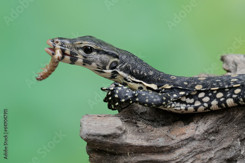 A young salvator monitor lizard is preying on a caterpillar on a rotten tree trunk. This reptile has the scientific name Varanus salvator.