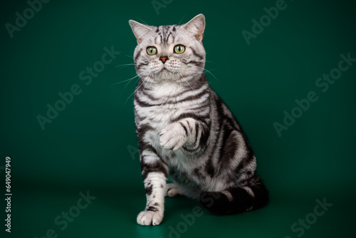 American shorthair cat on colored backgrounds