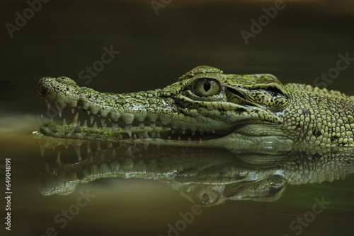 crocodiles, estuarine crocodiles, estuarine crocodiles in fresh water  © ridho