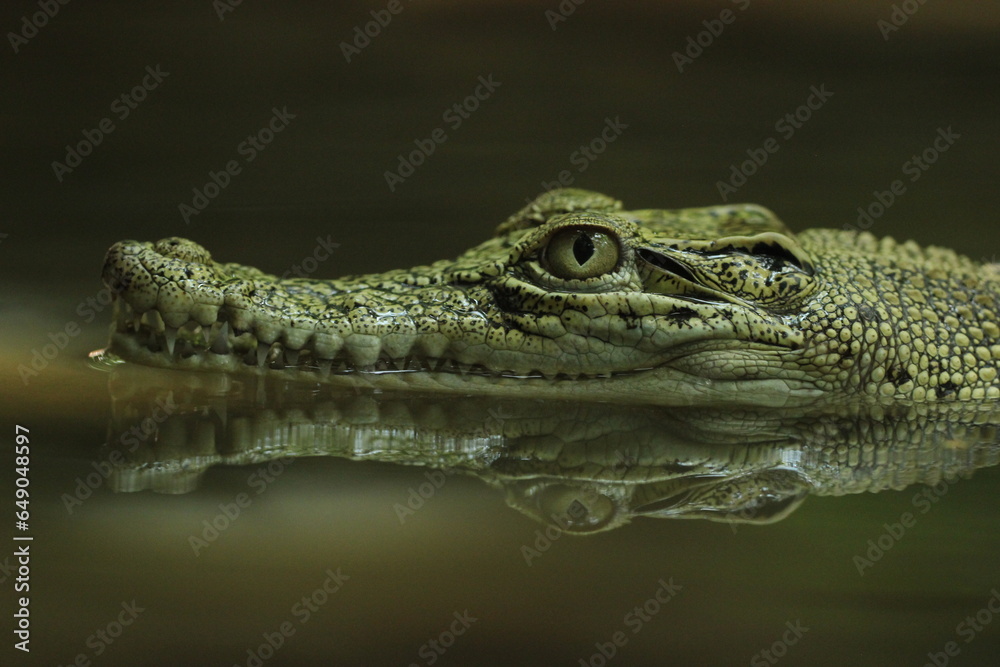 Fototapeta premium crocodiles, estuarine crocodiles, estuarine crocodiles in fresh water 