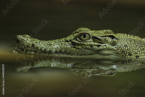 crocodiles, estuarine crocodiles, estuarine crocodiles in fresh water
