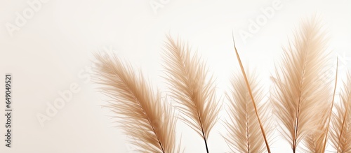 A lone pampas grass branch against a white backdrop