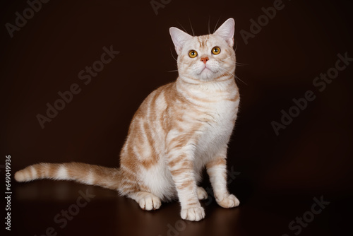 American shorthair cat on colored backgrounds