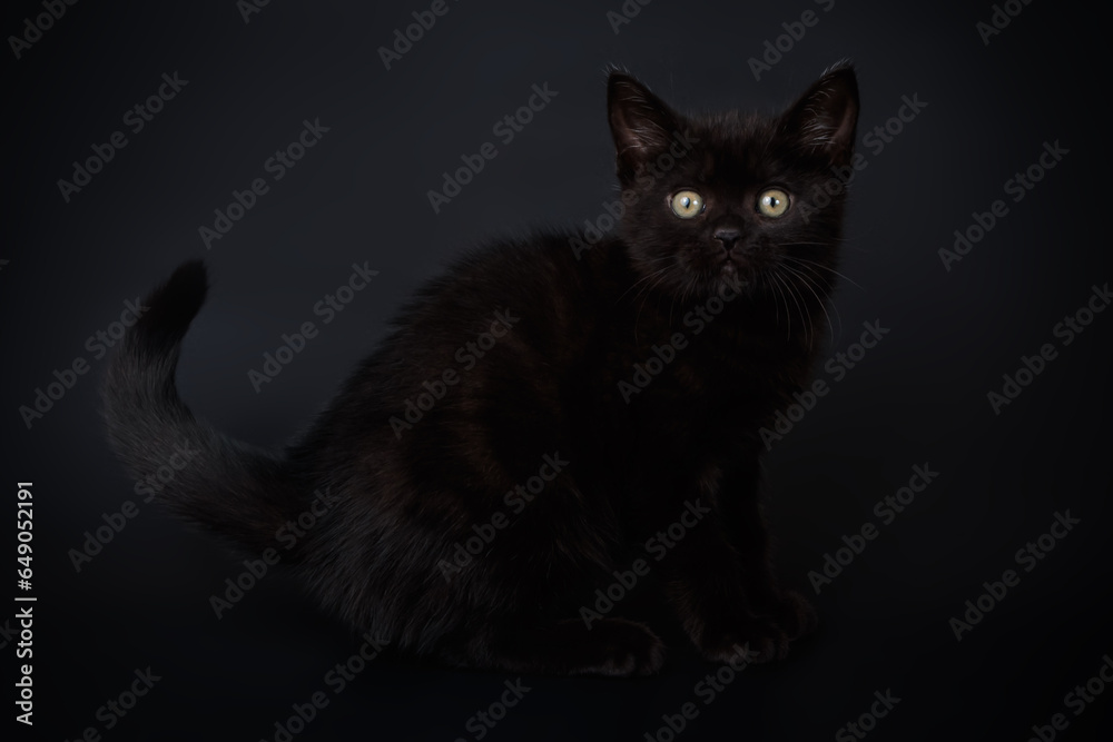 Studio photography of an American shorthair cat on colored backgrounds Studio photography of an American shorthair cat on colored backgrounds