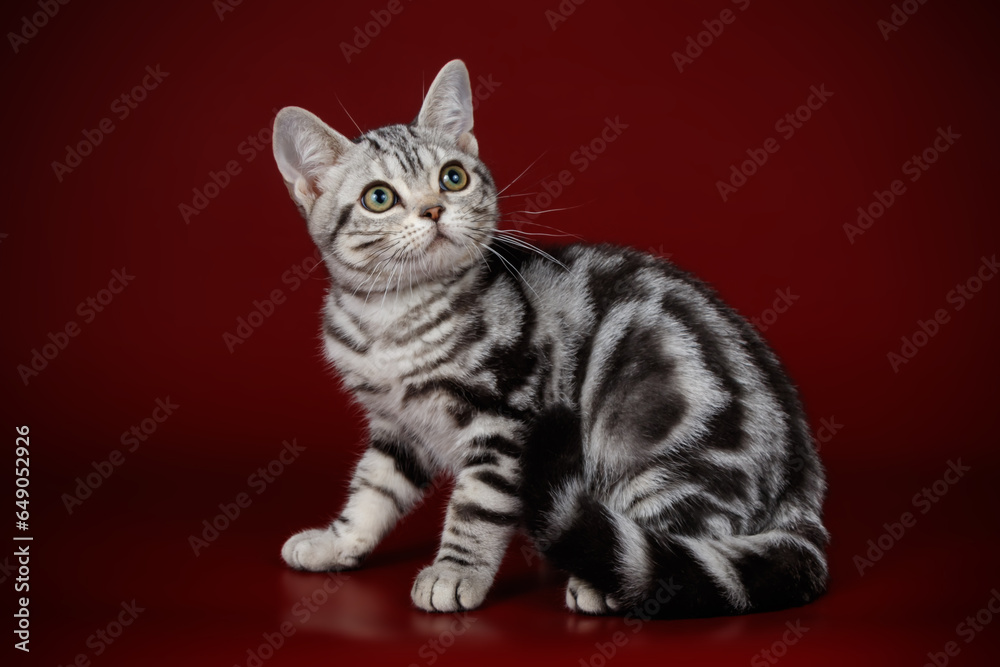 American shorthair cat on colored backgrounds